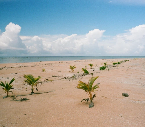 a beach in mozambique